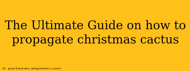 The Ultimate Guide on how to propagate christmas cactus